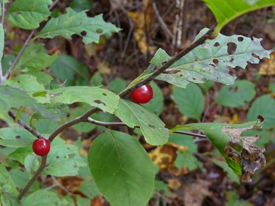 {Ilex ambigua}